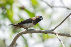 Lonchura striata subsquamicollis