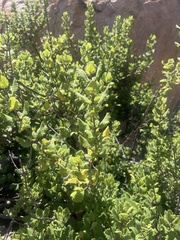 Tetradenia brevispicata