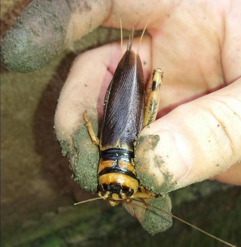 Brachytrupes membranaceus