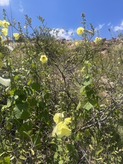 Hibiscus lunarifolius