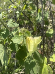 Hibiscus lunarifolius