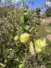 Hibiscus lunarifolius