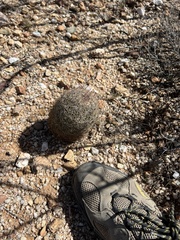 Echinomastus erectocentrus erectocentrus