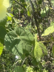 Hibiscus lunarifolius