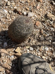 Echinomastus erectocentrus erectocentrus