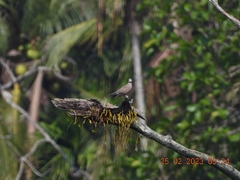 Streptopelia tranquebarica