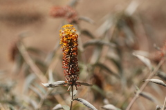 Buddleja polystachya
