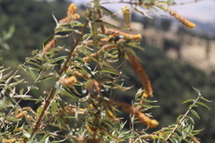 Buddleja polystachya