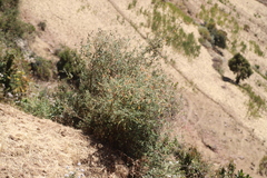 Buddleja polystachya