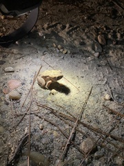 Anaxyrus fowleri