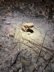 Anaxyrus fowleri