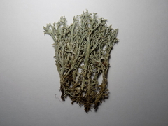 Cladonia crispata