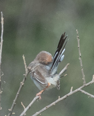 Prinia rufifrons