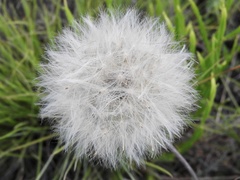 Chaptalia integerrima