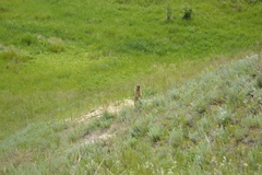 Marmota bobak