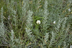 Astragalus ucrainicus