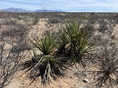 Yucca baccata