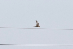 Falco tinnunculus