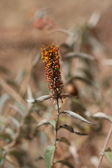 Buddleja polystachya