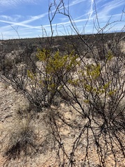 Larrea tridentata