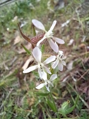 Silene gallica