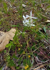 Silene gallica