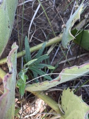 Cyphostemma hispidiflorum