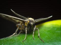 Eressa confinis