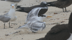 Thalasseus bengalensis