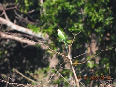 Psittacula longicauda