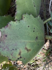 Cyphostemma hispidiflorum
