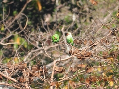 Psittacula longicauda