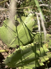 Cyphostemma hispidiflorum
