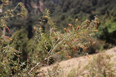 Buddleja polystachya