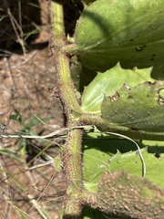 Cyphostemma hispidiflorum