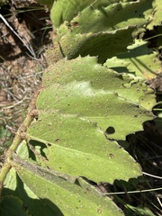 Cyphostemma hispidiflorum
