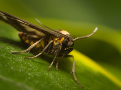 Eressa confinis