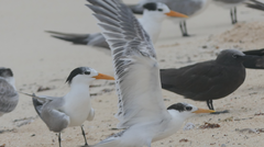 Thalasseus bengalensis