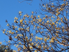 Sassafras randaiense