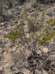 Larrea tridentata