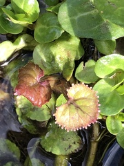 Caltha palustris