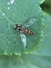 Episyrphus viridaureus
