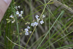 Astragalus austriacus