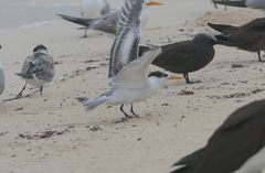 Thalasseus bengalensis