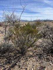 Larrea tridentata