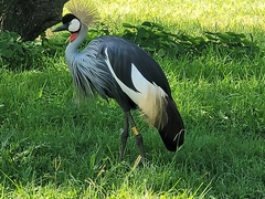 Balearica regulorum regulorum