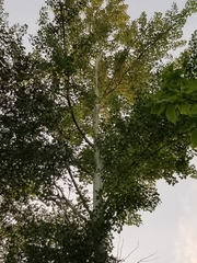 Populus