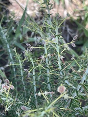Indigofera circinnata