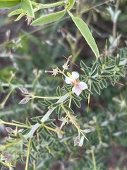 Indigofera circinnata