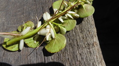 Ludwigia helminthorrhiza